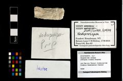 Foto (Objekt + Etikett) von Decapoda indet.  (NHMW-GEO-2014-0194-0979)
